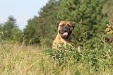 BULLMASTIFF 006